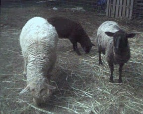 A few sheep eating hay