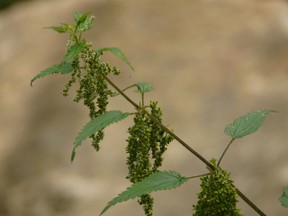 Stinging Nettle by Hans