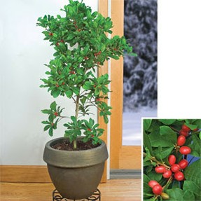 Miracle berry tree