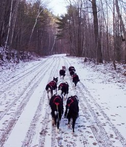 Sled dog team