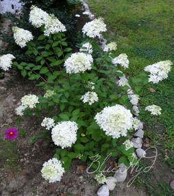 white hydrangea shrub