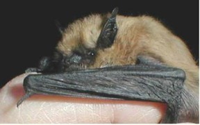 small bat