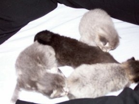 New Kittens