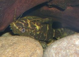 Upside down catfish (Synodontis nigriventis) photo by Neale Monks