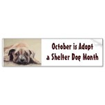 adopt a dog bumper sticker