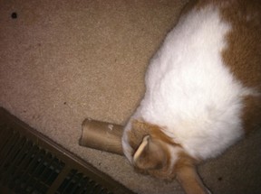 Toilet paper rolls for bunny toys