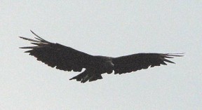 vultures in flight