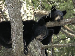 black bears 