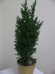 Mini-pine tree