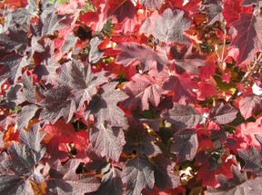 oak leaf hydrangea leaves