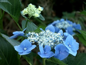 blue lacecap hydrangea flower