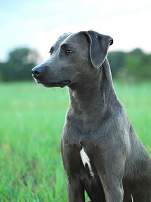 Blue Lacy Dogs