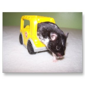 golden hamster care car