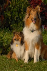 Sheltie and Collie