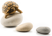 turtle on rocks