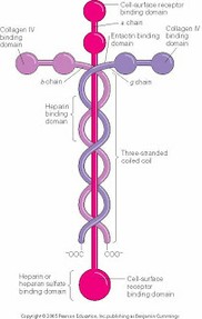 Laminin the protein which holds it all together