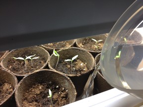 easy way to water seedlings 