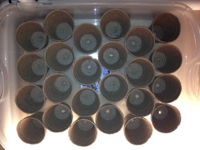 Jiffy pots arranged in storage box 