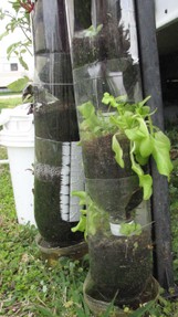 Lettuce growing in a soda bottle tower