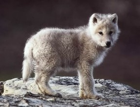 Baby Wolf - picture credit: Screaming Tornado