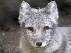 Baby Silver Fox