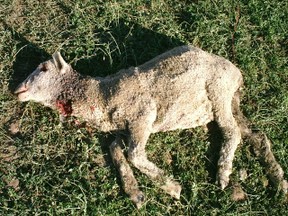Image:  Sheep dead after coyote attack.