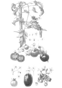 Botanical Rendering - WikiCommons