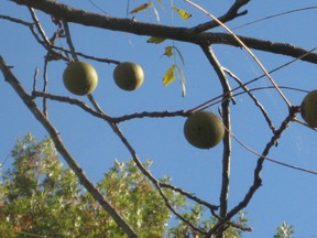 Black walnut tree with nuts