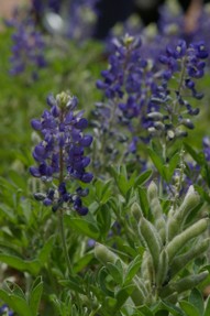 Blue bonnet flowers and seed pods