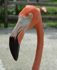 pink flamingo florida