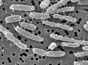 Bacterioidetes - Wikicommons