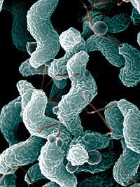 Campylobacter - Wikicommons