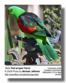 Red-Winged Parrot