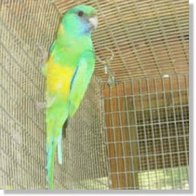 Cloncurry Parrot