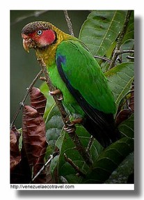 Rose-Faced Parrot