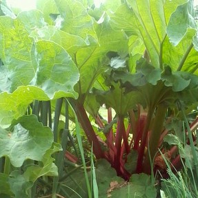 Rhubarb in the garden