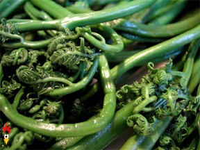 Fiddlehead Recipe