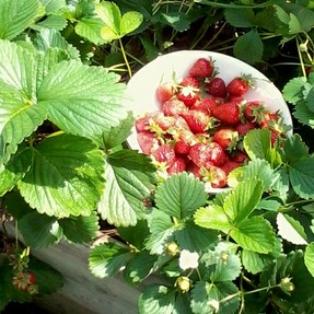 Homegrown strawberries