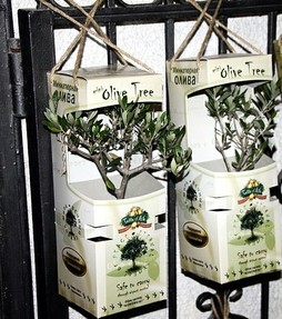 Mini Olive Trees