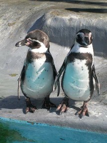 Which is Google and which Penguin?