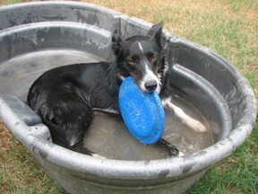 Wading Pool for Dogs