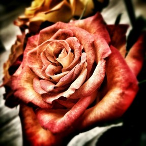 Image: Red Rose