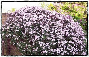 Clematis and lilac @NanLT