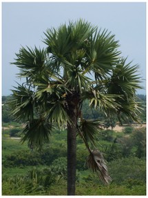 palmyra pam