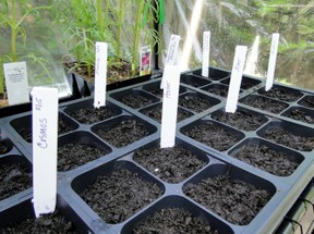 seed tray with name stakes
