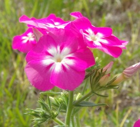 Pink and White Wildflower