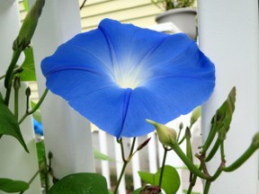 blue morning glory flower