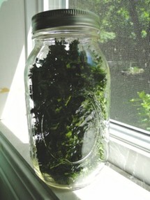 dried parsley in mason jar