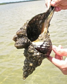 horse conch with living organisms 