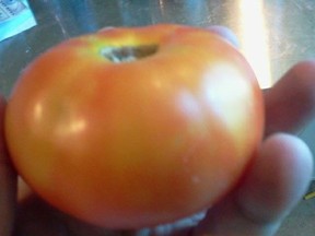 Tomato out of my garden